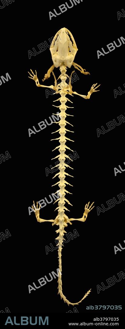 Aquatic salamander (Necturus sp.) skeleton.