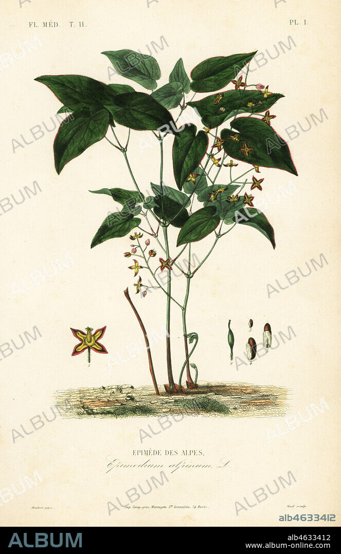 Barrenwort or bishops hat, Epimedium alpinum, Epimede des alpes. Handcoloured steel engraving by Alphonse-Leon Noel after a botanical illustration by Edouard Maubert from Pierre Oscar Reveil, A. Dupuis, Fr. Gerard and Francois Herincqs La Regne Vegetal: Flore Medicale, L. Guerin, Paris, 1864-1871.
