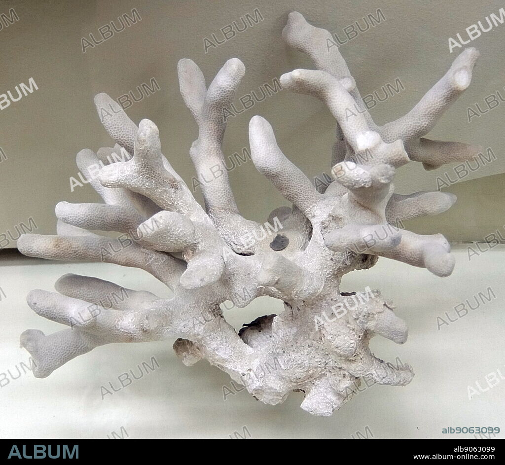 Porites is a genus of stony coral; they are small polyp stony (SPS) corals. They are characterised by a finger-like morphology. Sample from Vietnam.