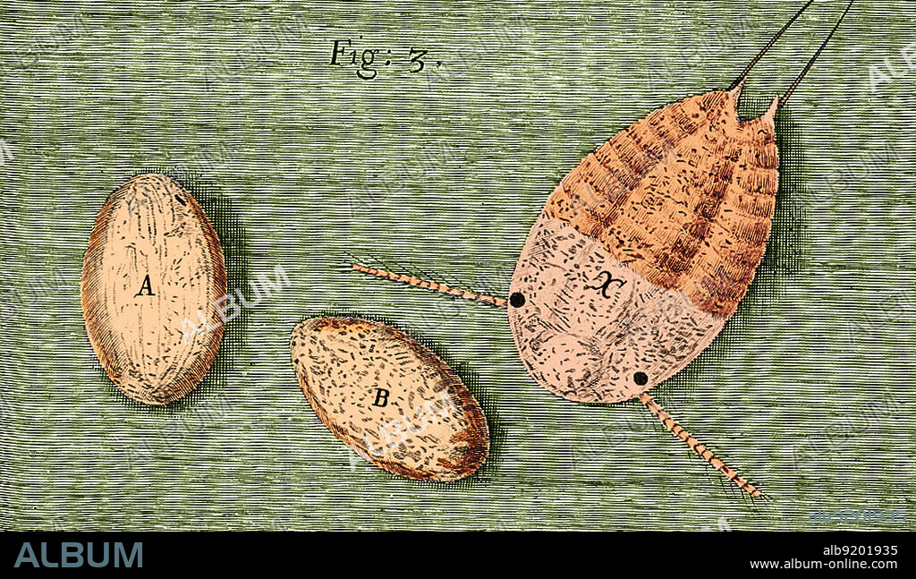 Mite eggs as seen under a microscope, from an illustration in Robert Hooke's "Micrographia," published in 1665. Robert Hooke (1635-1703), among many achievements, coined the biological term cell and wrote the book "Micrographia," detailing his observations through his microscope.