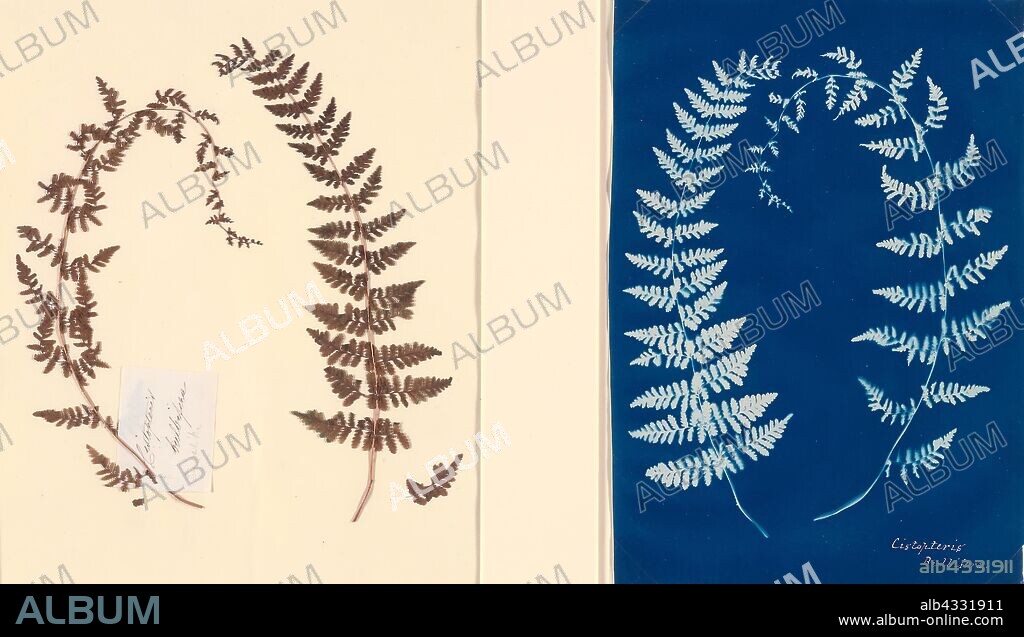 From the Hatton Fern Album, c. 1850, Anonymous, English, 19th Century, England, Cyanotype fern study and original fern template, 37.4 × 26 cm (template paper), 23.3 × 18 cm (cyanotype image), 27.7 × 19.3 cm (cyanotype paper).