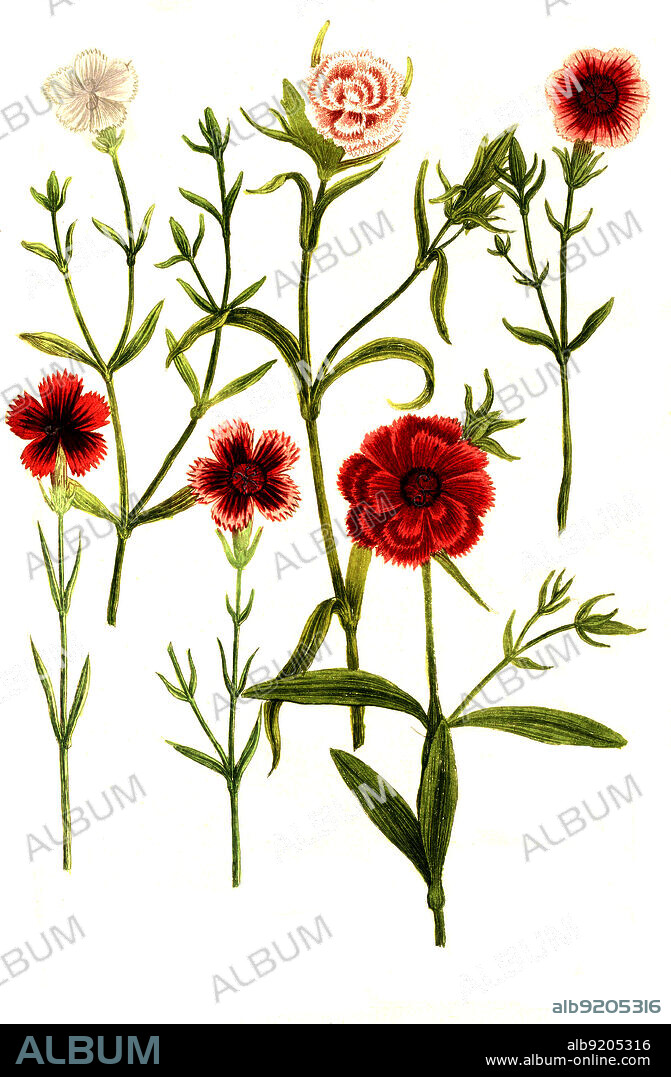 Caryophyllus, Nelke, Pflanzen Nelkengewächse, Caryophyllaceae, Familie in der Ordnung der Nelkenartigen, Caryophyllales, Digital retuschierte Illustration aus Phytanthoza iconographica von Johann Wilhelm Weinmann, Maler Bartholomäus Seutter und Kupferstecher Johann Jakob Haid und Johann Elias Ridinger, 1740 / Digitally retouched illustration from Phytanthoza iconographica by Johann Wilhelm Weinmann, painter Bartholomäus Seutter and engravers Johann Jakob Haid and Johann Elias Ridinger, 1740.