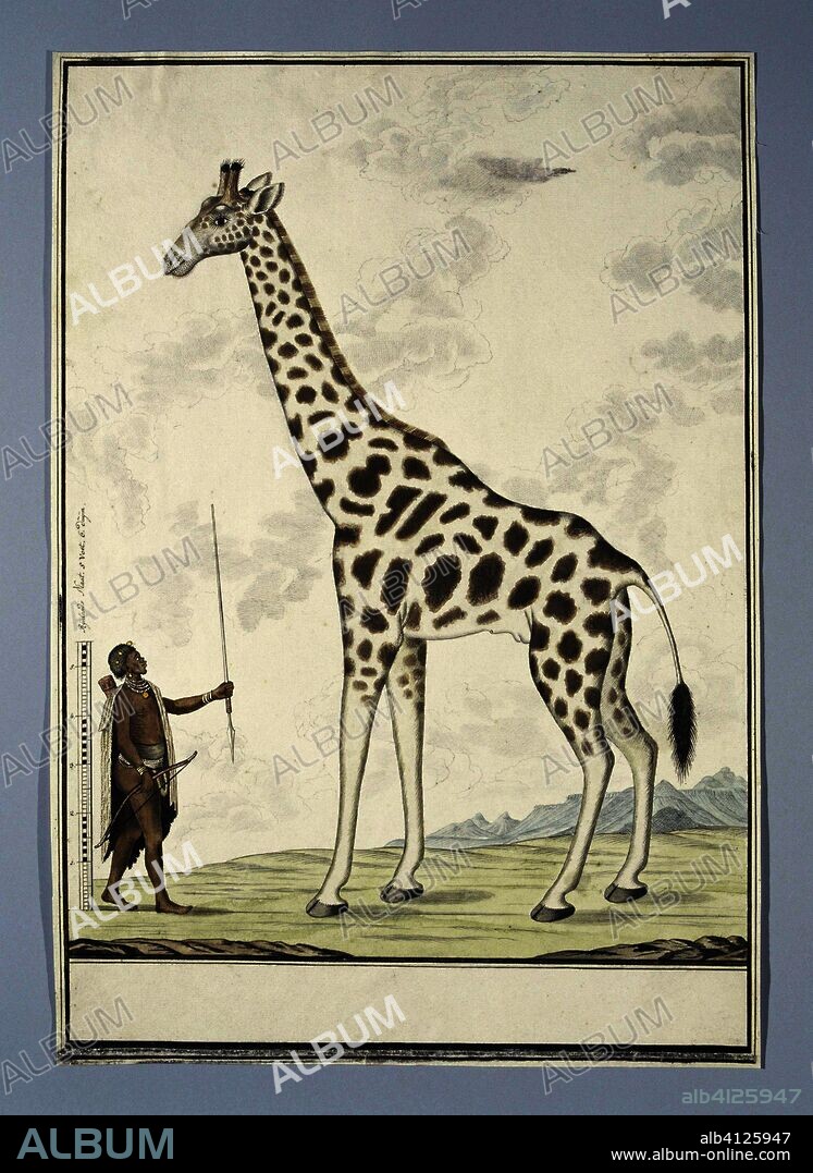 Giraffa Camelopardalis (Giraffe). Draughtsman: Robert Jacob Gordon. Dating: Oct-1779. Measurements: h 660 mm × w 480 mm; h 526 mm × w 368 mm; h 469 mm × w 363 mm.