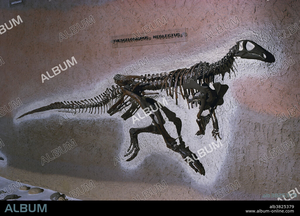 Thescelosaurus neglectus, an ornithischian dinosaur from the Late Cretaceous, Wyoming, displayed in the National Museum of Natural History.