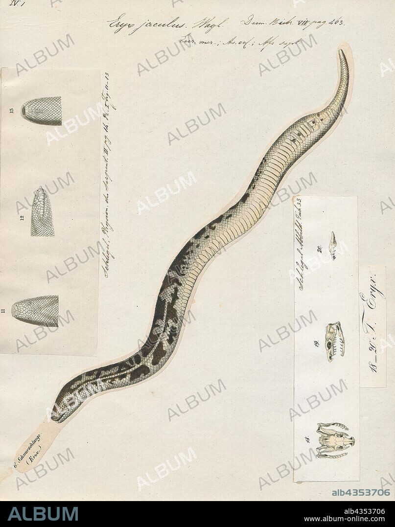 Eryx jaculus, Print, Eryx jaculus, known commonly as the javelin sand boa, is a species of snake in the Boidae family. It is the type species of the genus Eryx., 1700-1880.