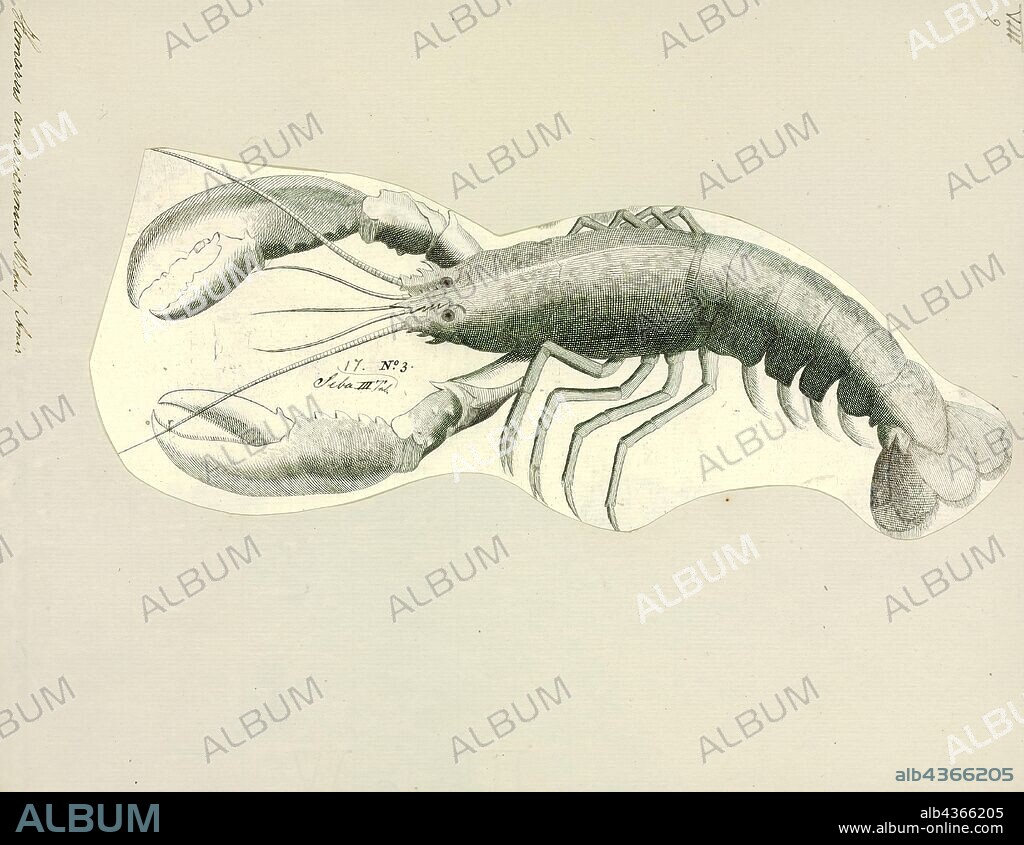 Homarus americanus, Print, The American lobster (Homarus americanus) is a species of lobster found on the Atlantic coast of North America, chiefly from Labrador to New Jersey. It is also known as Atlantic lobster, Canadian lobster, true lobster, northern lobster, Canadian Reds, or Maine lobster. It can reach a body length of 64 cm (25 in), and a mass of over 20 kilograms (44 lb), making it not only the heaviest crustacean in the world, but also the heaviest of all living arthropod species. Its closest relative is the European lobster Homarus gammarus, which can be distinguished by its coloration and the lack of spines on the underside of the rostrum. American lobsters are usually bluish green to brown with red spines, but several color variations have been observed.