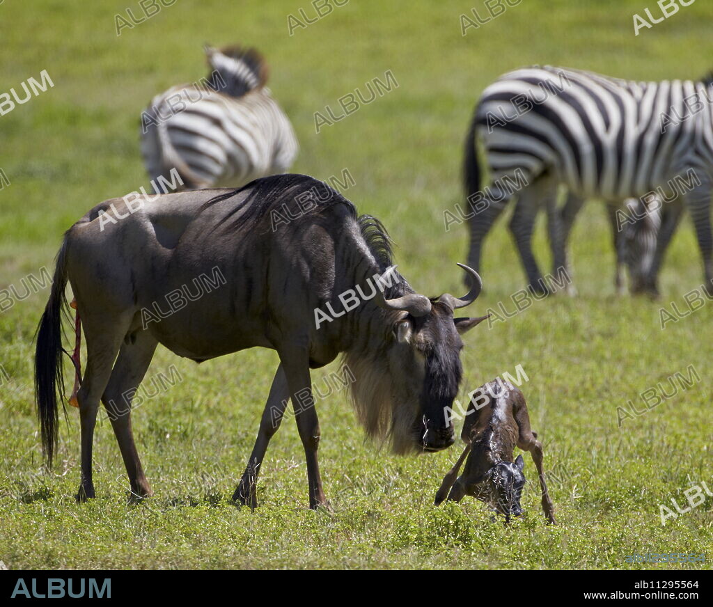 Blue wildebeest (brindled gnu) (Connochaetes taurinus) just-born calf trying to stand, Ngorongoro Crater, Tanzania, East Africa, Africa.
