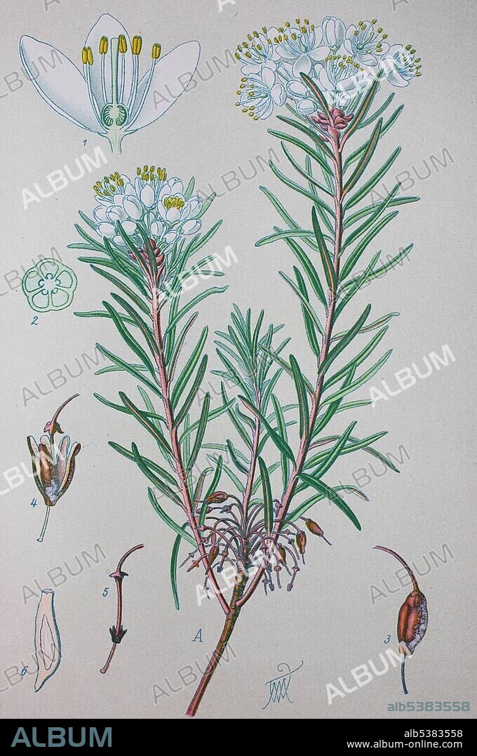 Marsh Labrador tea (Ledum palustre), historical illustration from 1885, Germany, Europe.