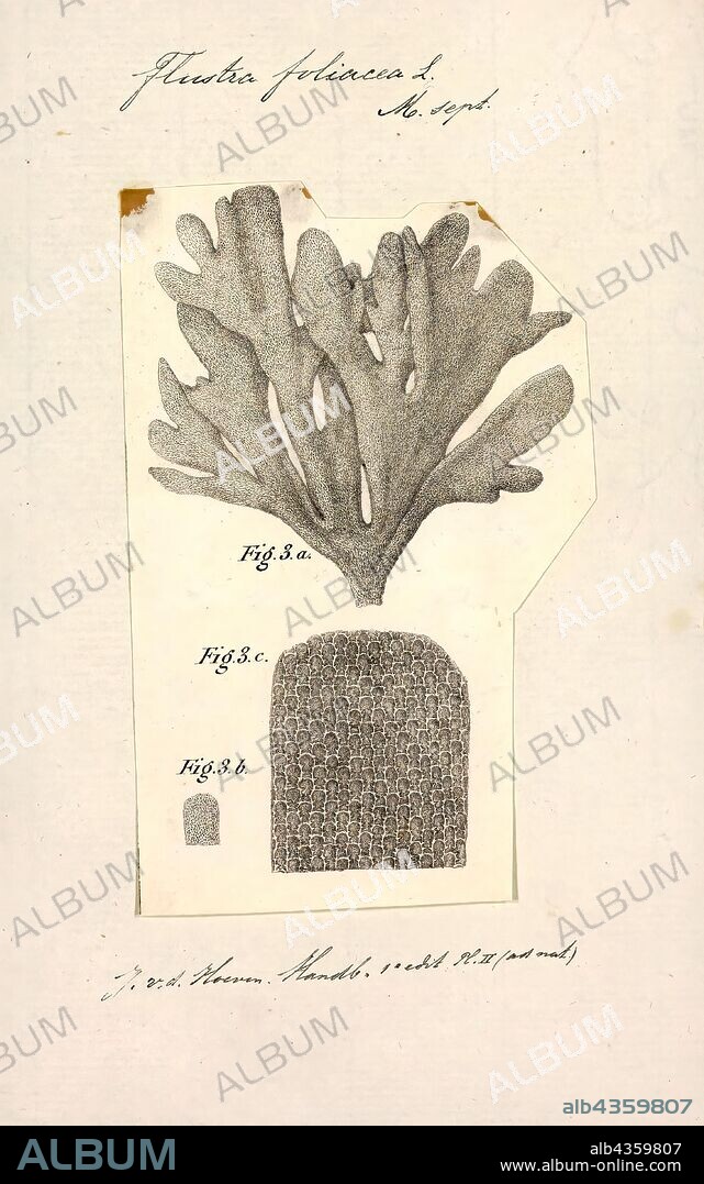 Flustra foliacea, Print, Flustra foliacea is a species of bryozoans found in the northern Atlantic Ocean. It is a colonial animal that is frequently mistaken for a seaweed. Colonies begin as encrusting mats, and only produce loose fronds after their first year of growth. They may reach 20 cm (8 in) long, and smell like lemons. Its microscopic structure was examined by Robert Hooke and illustrated in his 1665 work Micrographia.