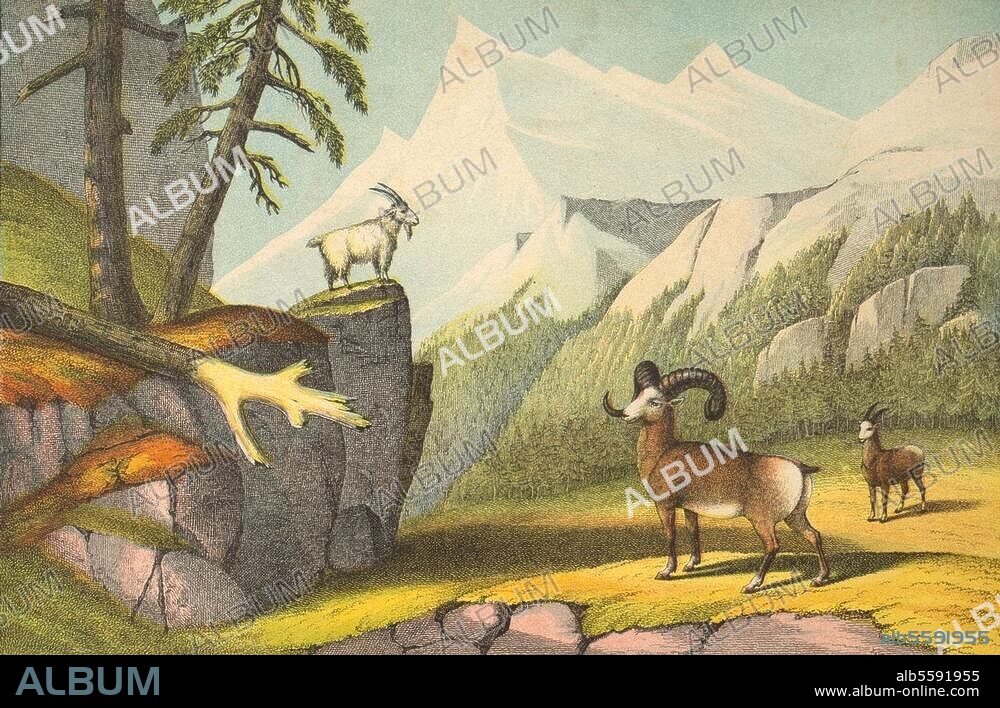 Zoologie / Schafe - Ovis. Schneeschaf - Ovis canadiensis. "Das Bergschaf, Ovis montana. Die Bergziege, Capra montana". Federlithographie, koloriert, unbez. Tafel 55 aus: Schreiber's Bilder-Werke für den Anschauungs-Unterricht, 6. Bd., Wilde Tiere aller Zonen, Eßlingen (J.F. Schreiber) o. J. (um 1850). Berlin, Sammlung Archiv für Kunst und Geschichte.