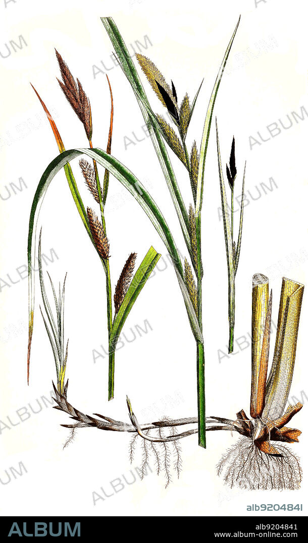 Ufer-Segge, Carex riparia / Carex riparia, the greater pond sedge, Historisch, historical, digital improved reproduction of an original from the 19th century / digital restaurierte Reproduktion einer Originalvorlage aus dem 19. Jahrhundert, genaues Originaldatum nicht bekannt.