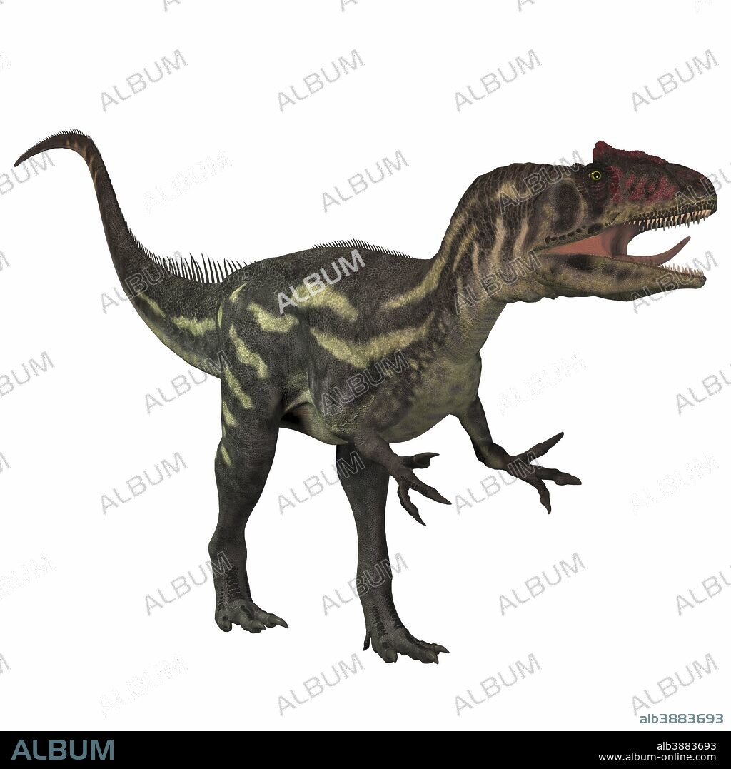 Allosaurus, a large theropod predatory dinosaur that lived in the late Jurassic period.