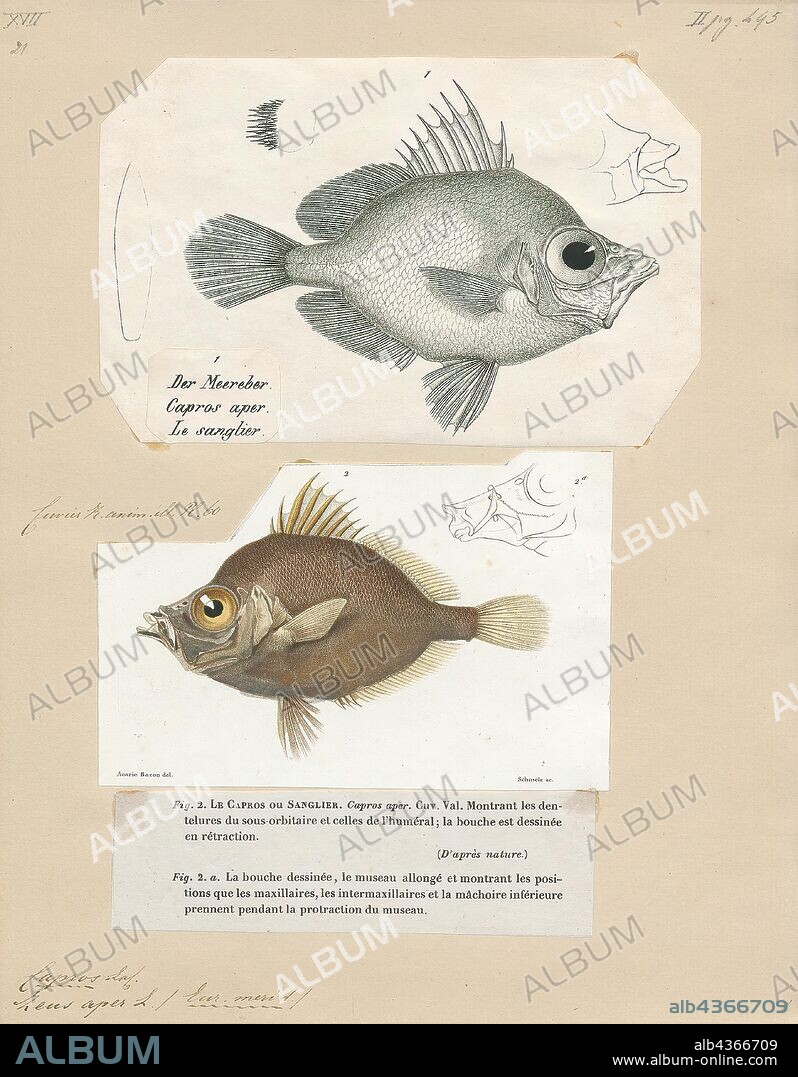 Capros aper, Print, The boarfish (Capros aper) is a species of fish in the Caproidae family, the only known member of its genus., 1700-1880.