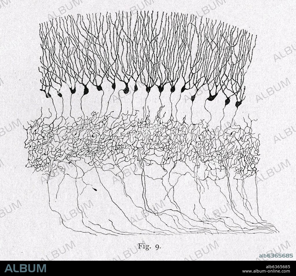 SANTIAGO RAMóN Y CAJAL. PROLONGACIONES NERVIOSAS DE LA CELULA - DIBUJO CIENTIFICO - PEDIR AUTORIZACION.