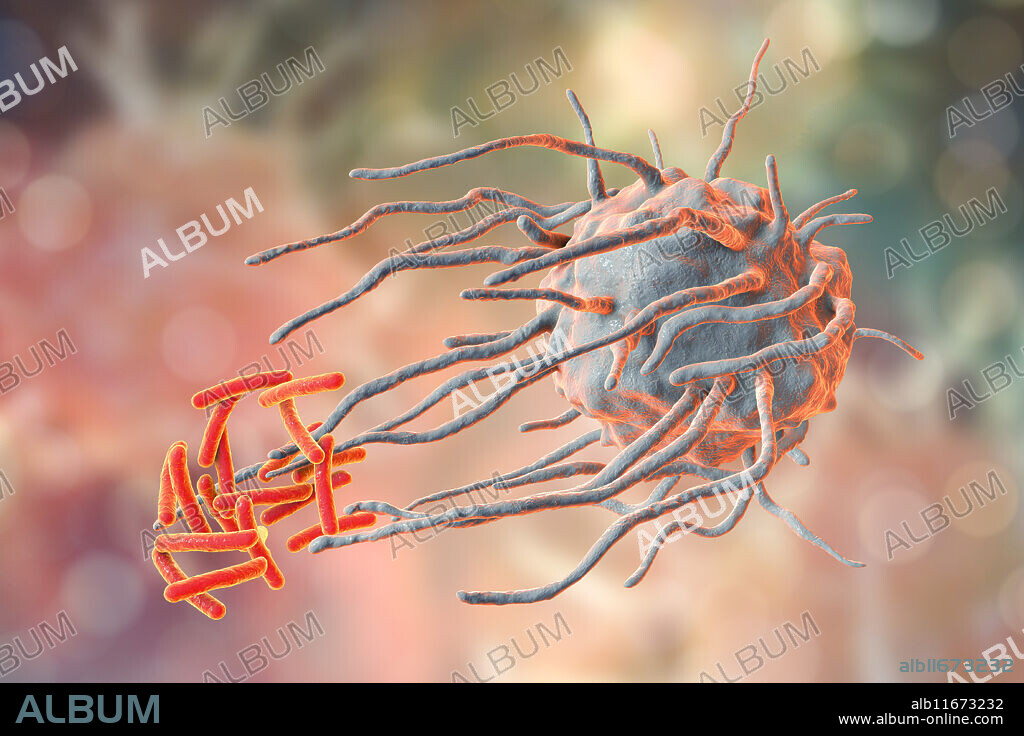 Macrophage engulfing TB bacteria. Computer illustration of a macrophage white blood cell (gray) engulfing a tuberculosis (Mycobacterium tuberculosis) bacterium (red). This process is called phagocytosis. Macrophages are cells of the body's immune system. They phagocytose and destroy pathogens, dead cells and cellular debris.