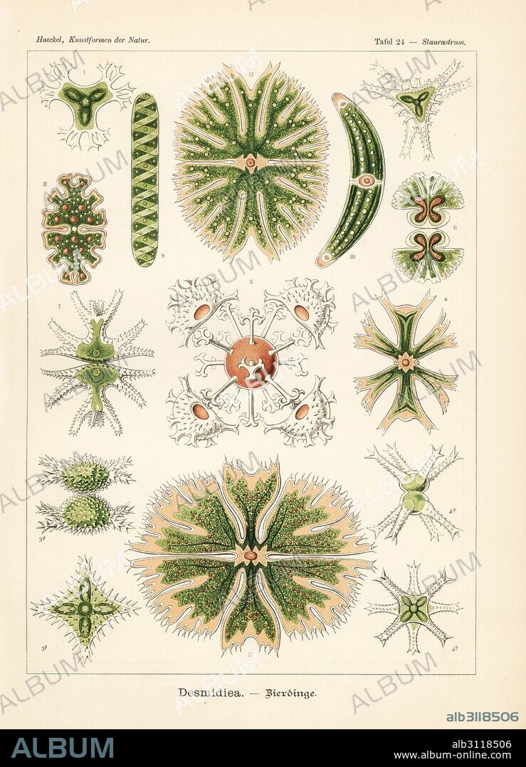 Desmidiaceae algae species: Staurastrum furcatum 1,5, Staurastrum vestitum 2, Staurastrum aculeatum 3, Staurastrum paradoxum 4, Micrasterias denticulata 6, Micrasterias trigemina 7, Micrasterias melitensis 8, Spirotaenia condensata 9, Closterium costatum 10, Euastrum pecten 11, Euastrum agalma 12 and Micrasterias apiculata 13. Chromolithograph by Adolf Glitsch from an illustration by Ernst Haeckel from Art Forms in Nature, Kunstformen der Natur, Liepzig, Germany, 1904.