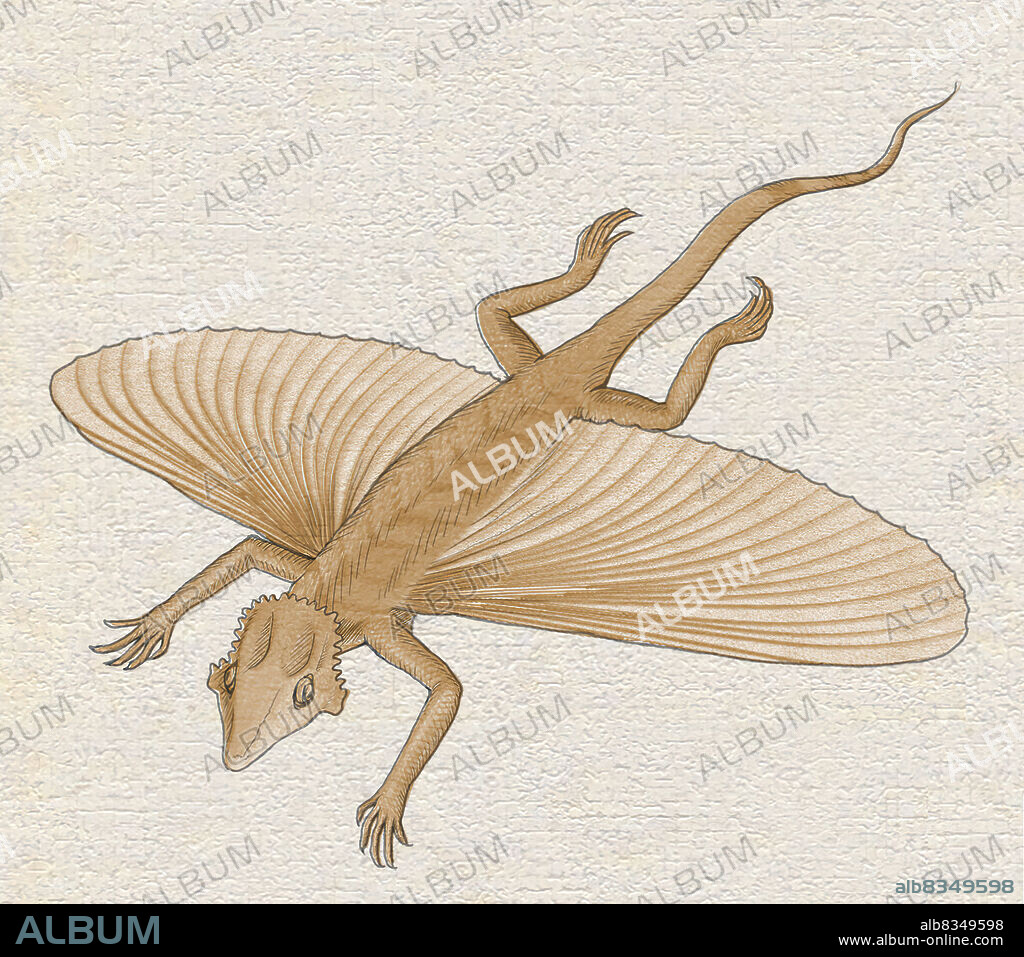 Coelurosauravus is the first reptile that took to the air. This insect eater glided from one tree to another with the help of its two wings made of skin. Fossils of Coelurosauravus that are more than 250 million years old have been found in Europe and Madagascar.