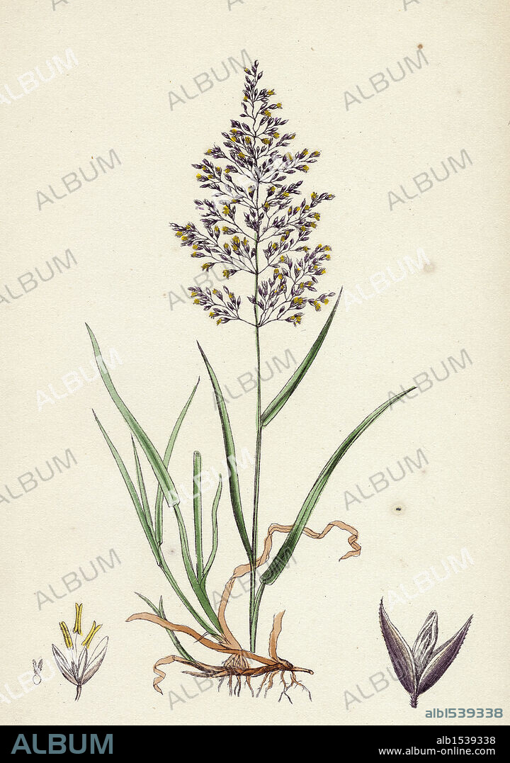 Agrostis vulgaris; Common Bent-grass.