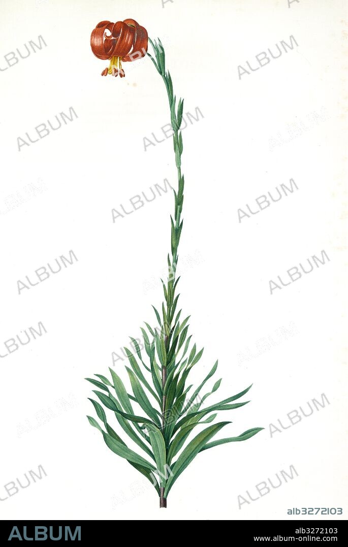 Lilium chalcedoncum, Lis de Chalcédoine; Chalcedonia Lily, Scarlet Turk's-cap Lily; Red Martagon of Constantinople, Redouté, Pierre Joseph, 1759-1840, les liliacees, 1802 - 1816.