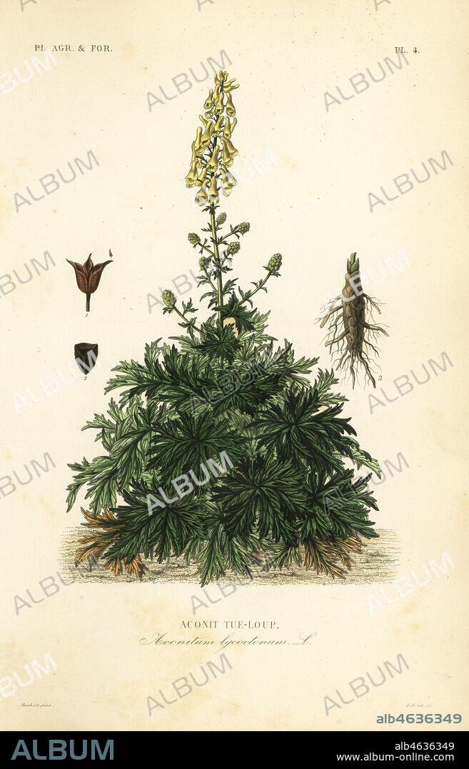 Wolfs bane or wolfsbane, Aconitum lycoctonum, Aconit tue-loup. Handcoloured steel engraving by L. Lebrun after a botanical illustration by Edouard Maubert from Pierre Oscar Reveil, A. Dupuis, Fr. Gerard and Francois Herincqs La Regne Vegetal: Planets Agricoles et Forestieres, L. Guerin, Paris, 1864-1871.