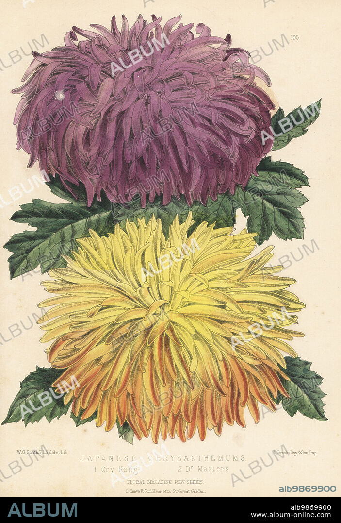 Japanese chrysanthemum cultivars, Cry Kang and Dr Masters. Sold by James Veitch and Sons, Chelsea. Handcolored botanical illustration drawn and lithographed by Worthington George Smith from Henry Honywood Dombrain's Floral Magazine, New Series, Volume 5, L. Reeve, London, 1876. Lithograph printed by Vincent Brooks, Day & Son.