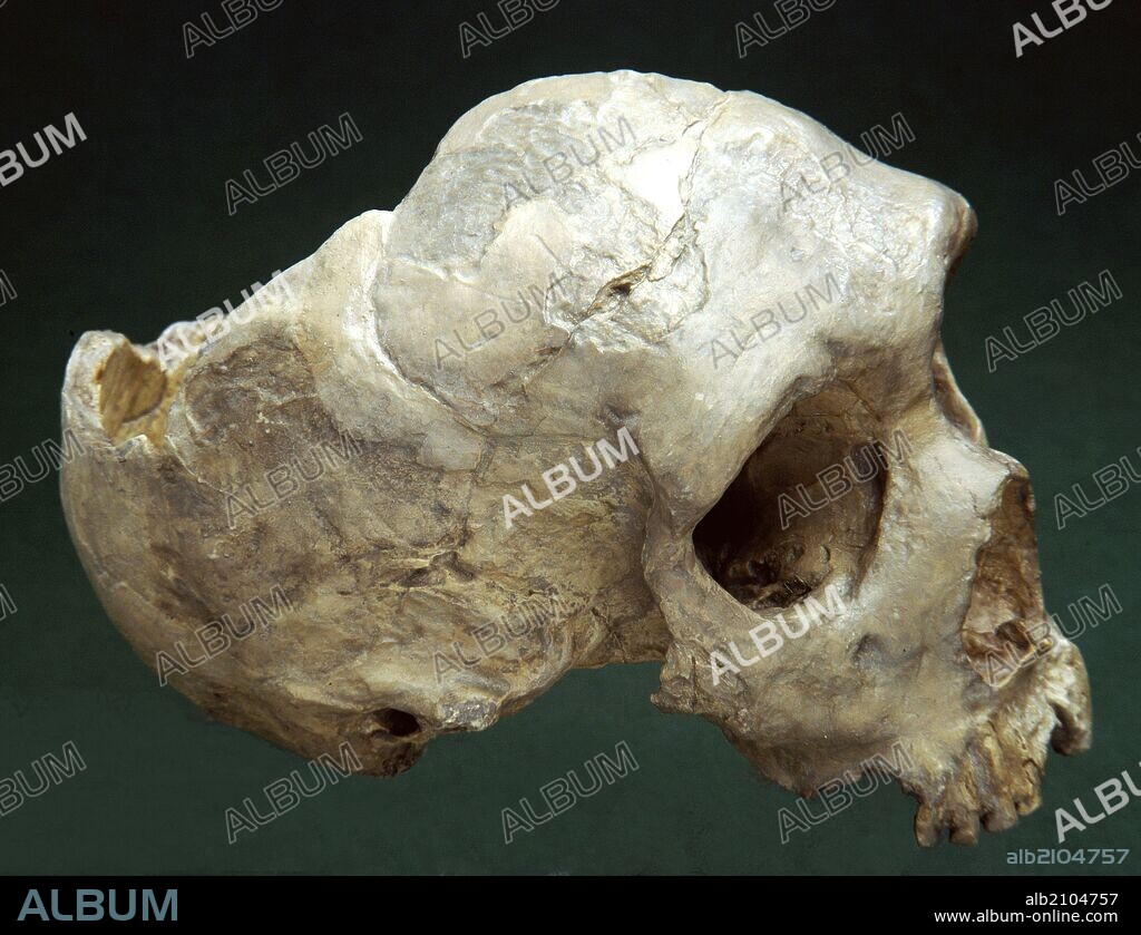 REPRODUCCION DE CRANEO FEMENINO ADULTO DE NEANDERTAL, DE FORBES QUARRY (PEÑON DE GIBRALTAR), DE LA EPOCA PALEOLITICA (DEPOSITO: MUSEO ARQUEOLOGICO NACIONAL).