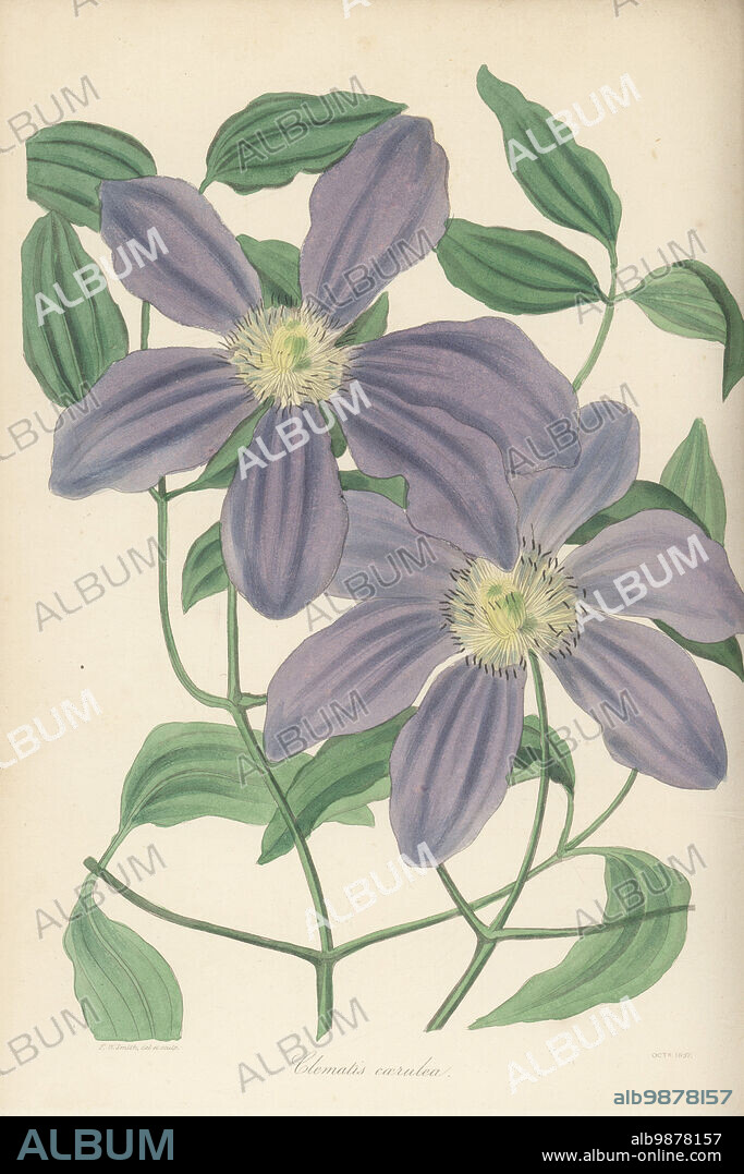 Kazeguruma, Clematis patens. Native of Japan, introduced by German botanist Philipp Franz Balthasar von Siebold. Violet clematis, Clematis caerulea. Handcoloured botanical illustration drawn and engraved by Frederick William Smith from Joseph Paxtons Magazine of Botany, and Register of Flowering Plants, Volume 4, Orr and Smith, London, 1837.