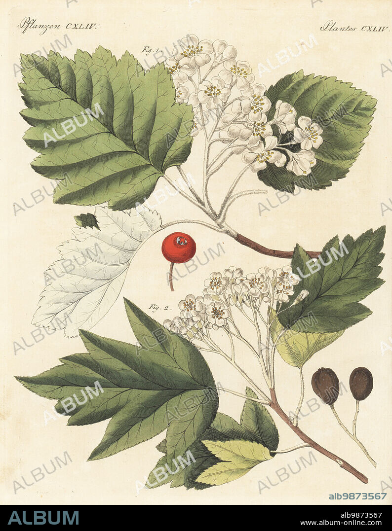 Whitebeam tree, Aria edulis 1 and wild service tree, chequers, and checker tree, Sorbus torminalis 2. Branch with blossom, flower, leaf, fruit and seed. The botanicals were drawn by Henriette and Conrad Westermayr, F. Götz and C. Ermer. Handcoloured copperplate engraving from Carl Bertuch's Bilderbuch fur Kinder (Picture Book for Children), Weimar, 1813. A 12-volume encyclopedia for children illustrated with almost 1,200 engraved plates on natural history, science, costume, mythology, etc., published from 1790-1830.