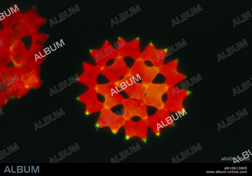 Light micrograph of green algae in the genus Pediastrum. Members of this genus are nonmotile coenobial algae that live in freshwater environments. Magnification: 300x at 35mm.