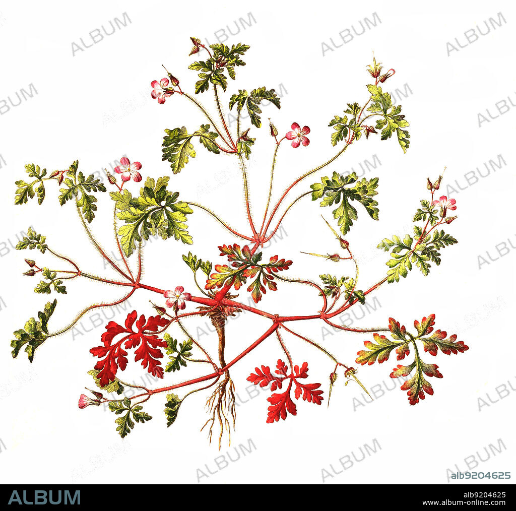 Ruprechtskraut, Geranium robertianum, auch Stinkender Storchschnabel oder Stinkstorchschnabel / Geranium robertianum, commonly known as herb-Robert, or Roberts geranium.