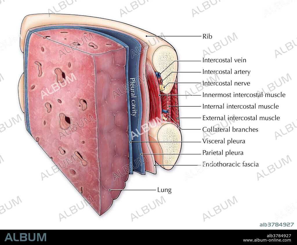An illustrated section of a lung and the ribcage showcasing different layers of tissue and muscle. The pleura (blue) is a serous membrane covering the lungs (visceral pleura) and chest wall (parietal pleura), creating a fluid filled space (pleural cavity) which lubricates the lungs to aid in breathing. Between each rib are a series of intercostal muscles, arteries, veins and nerves. A layer of endothoracic fascia also lines the inner surface of the ribcage.