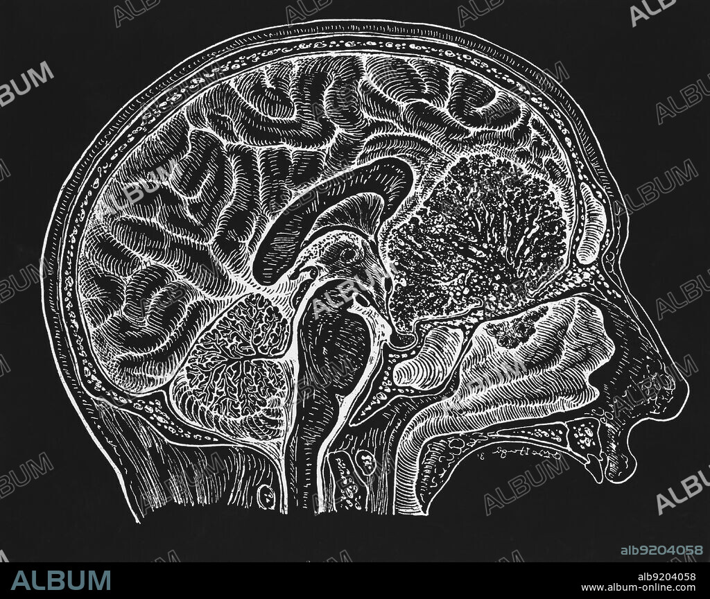 This cross section of the human brain shows the cerebrum, cerebellum, and the basal ganglia. The cortex is depicted by the dotted areas. The horizontal lines funneling down into the basal ganglia approximate the location of the pre-motor sector of the cortex.