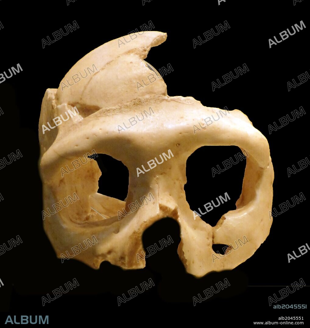 Homo neanderthalensis skull Krapina, Croatia.