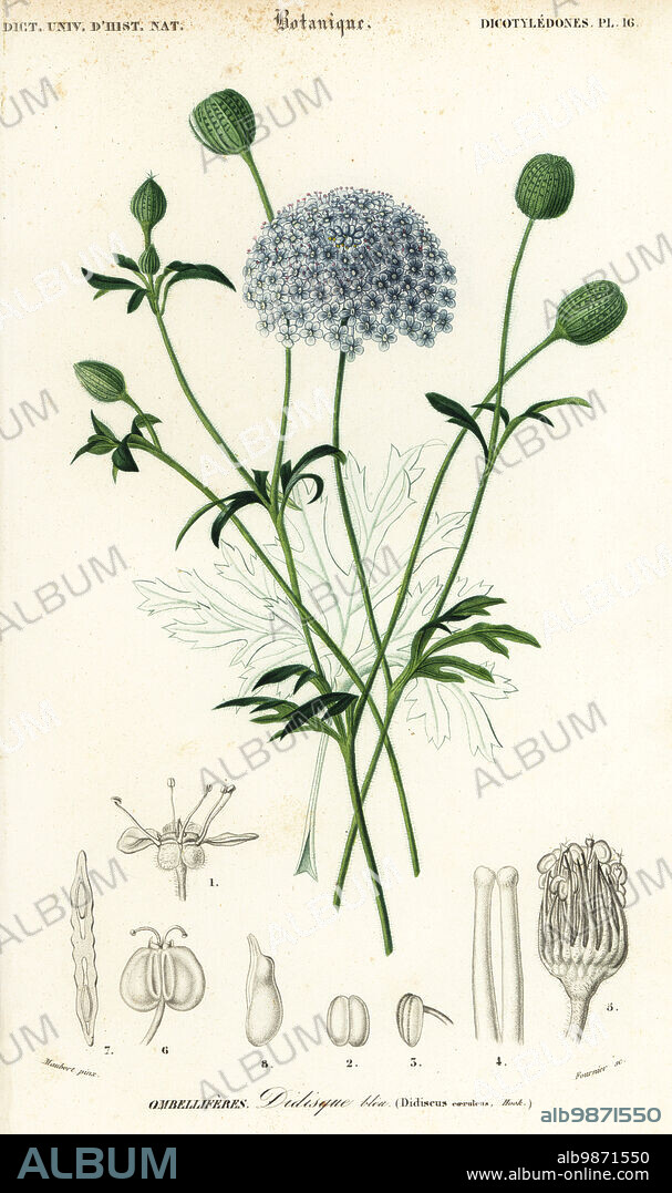 Blue lace flower or Rottnest Island daisy, Trachymene coerulea. Didiscus coerulens. Didisque bleu. Handcoloured steel engraving by Felicie Fournier after an illustration by Louis Joseph Edouard Maubert from Charles d'Orbigny's Dictionnaire Universel d'Histoire Naturelle (Universal Dictionary of Natural History), Paris, 1849.
