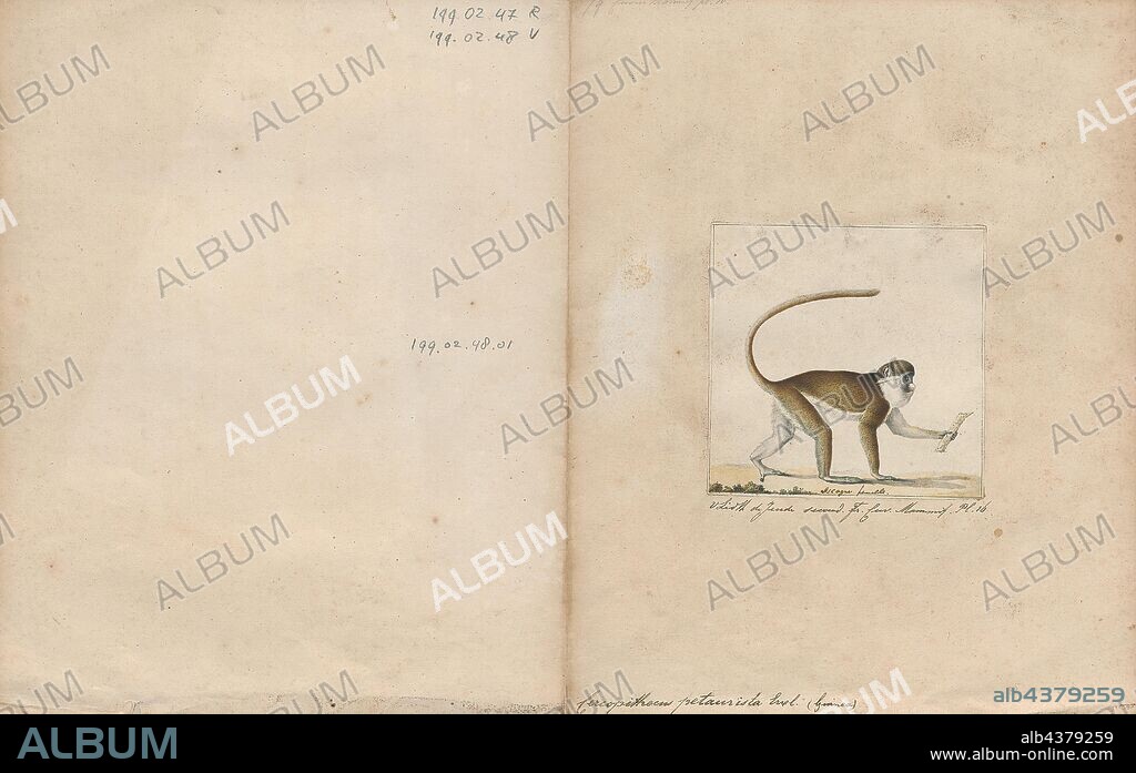 Cercopithecus petaurista, Print, The lesser spot-nosed monkey, lesser spot-nosed guenon, lesser white-nosed guenon, or lesser white-nosed monkey (Cercopithecus petaurista) is a species of primate in the family Cercopithecidae. It is found in Ivory Coast, Ghana, Guinea, Liberia, Sierra Leone, Togo, Guinea-Bissau, and possibly Senegal., 1700-1880.