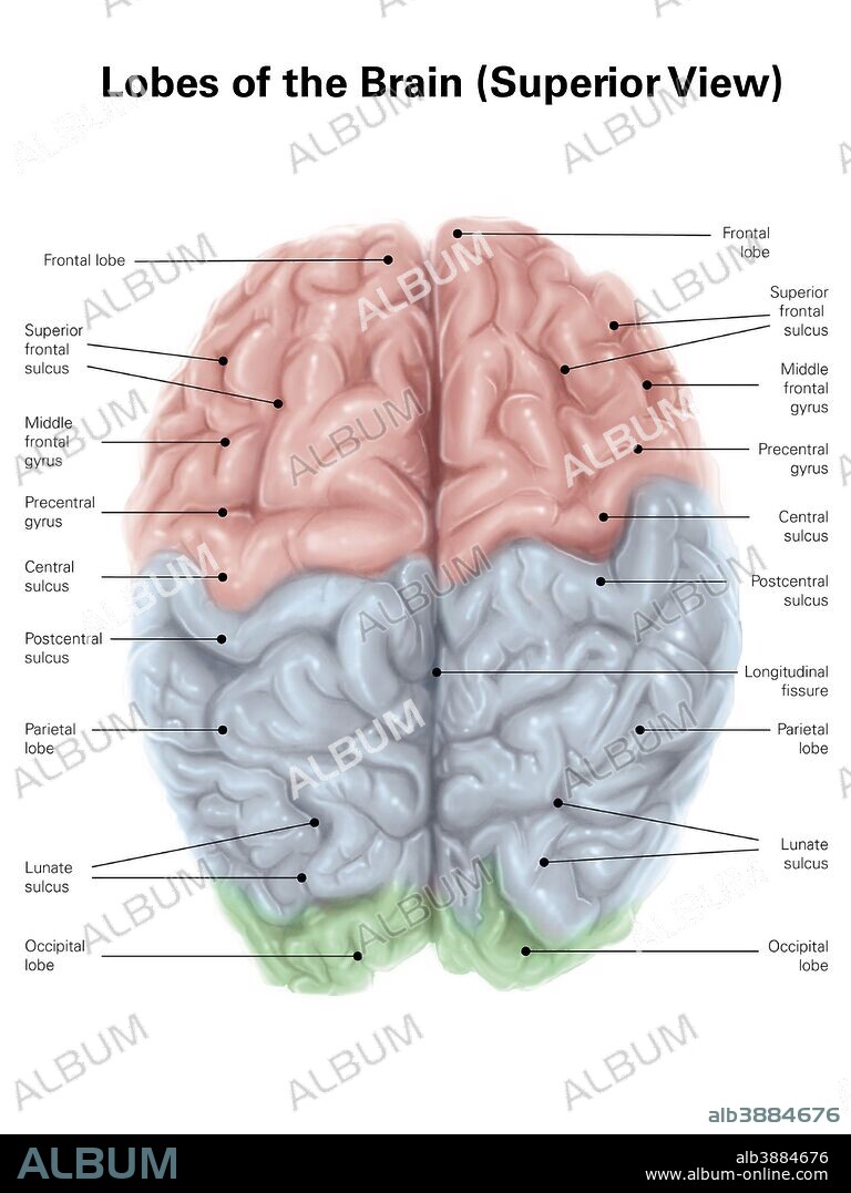 Superior view of human brain with colored lobes and labels.