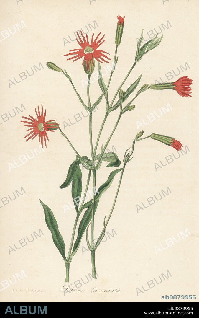 Mexican pink, fringed Indian pink, cardinal catchfly, Mexican campion, or cut-petalled catchfly, Silene laciniata. Native to Mexico and introduced by George Canning in 1823. Handcoloured botanical illustration drawn and engraved by Frederick William Smith from Joseph Paxtons Magazine of Botany, and Register of Flowering Plants, Volume 1, Orr and Smith, London, 1834.