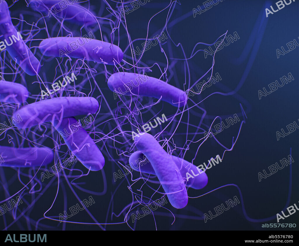 Medical illustration of Clostridioides difficile bacteria, formerly known as Clostridium difficile.