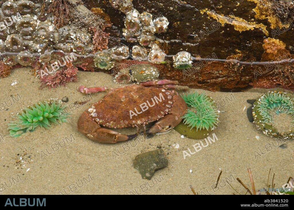 Rock Crab (Cancer antennarius) in tidepool among Green Anemone (Anthopleura xanthogrammica). Oregon coast.