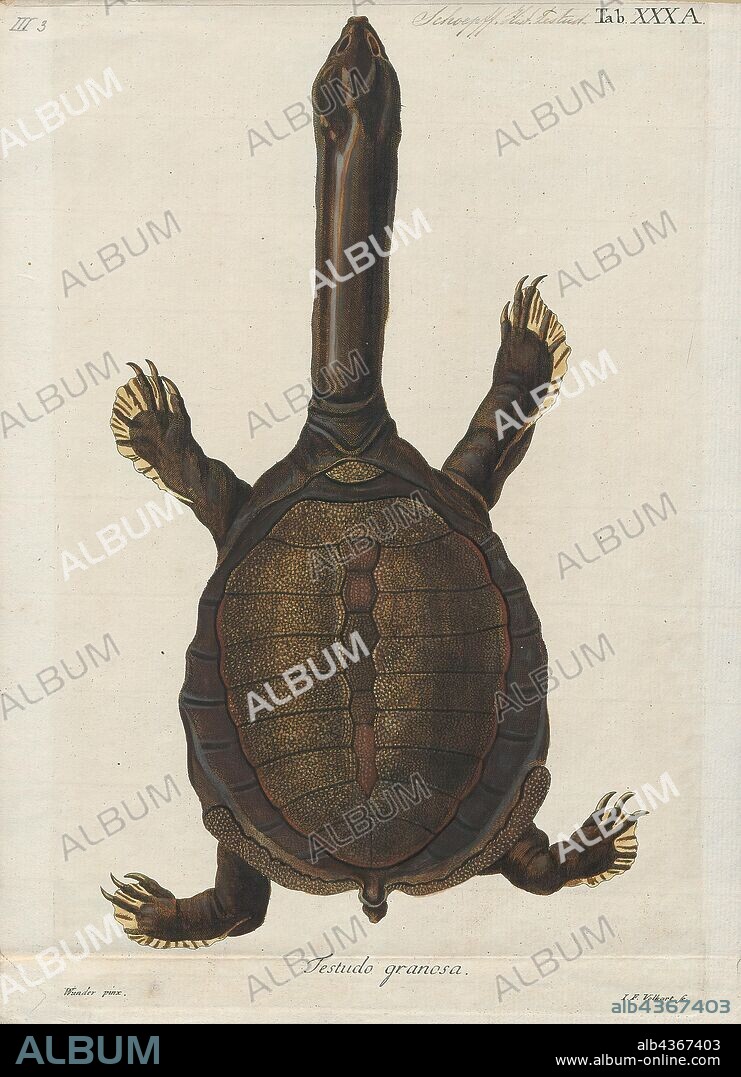 Testudo punctata, Print, The Indian flapshell turtle (Lissemys punctata) is a freshwater species of turtle found in South Asia. The “flap-shelled” name stems from the presence of femoral flaps located on the plastron. These flaps of skin cover the limbs when they retract into the shell. It is unclear what protection the flaps offer against predators. Indian flapshell turtles are widespread and common in the South Asian provinces.