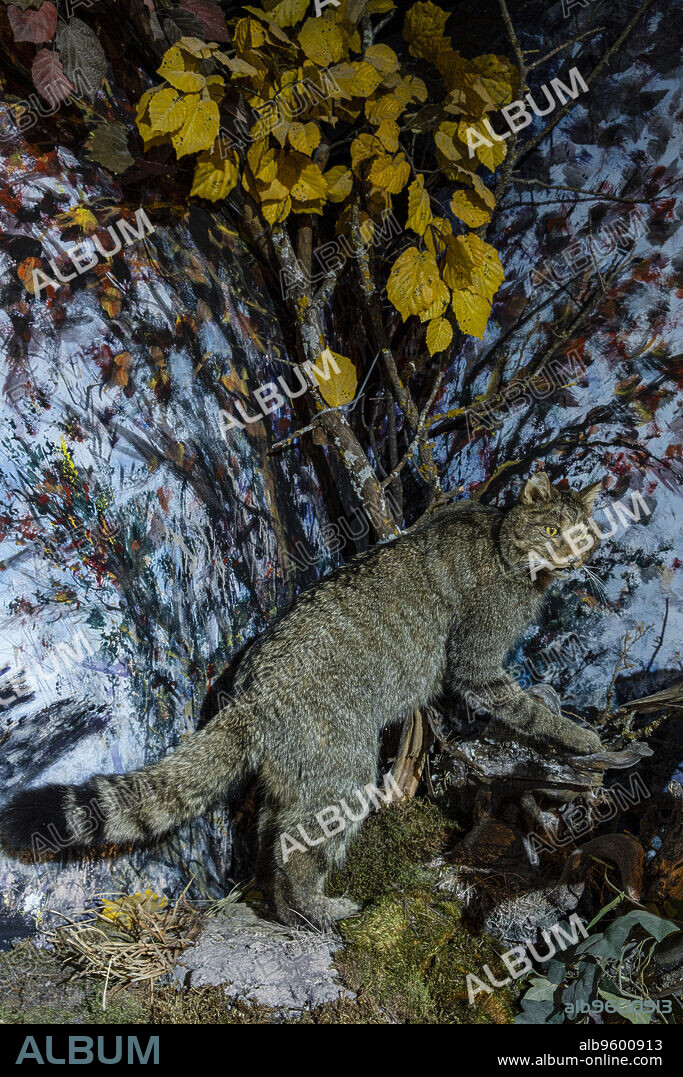 Wildcat, Museo Comarcal de Molina de Aragón, Guadalajara, Spain.