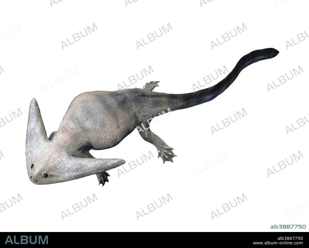 Diplocaulus is an extinct amphibious lepospondyl from the Late Permian of Texas.