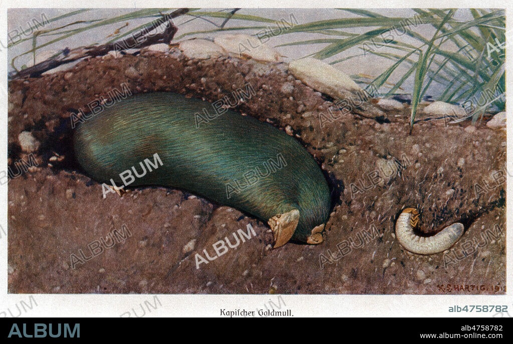 Taupe doree (Chrysochloridae). Illustration de 1920 pour Brehms Tierleben par Alfred BREHMS (1829-1884). Credit : Coll. Jonas/KHARBINE-TAPABOR.