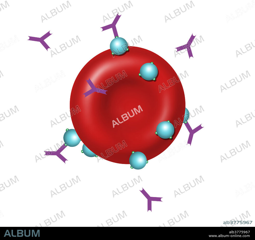 Illustration of antibodies and antigens. Antibodies are proteins produced by the immune system in response to the presence of an antigen.