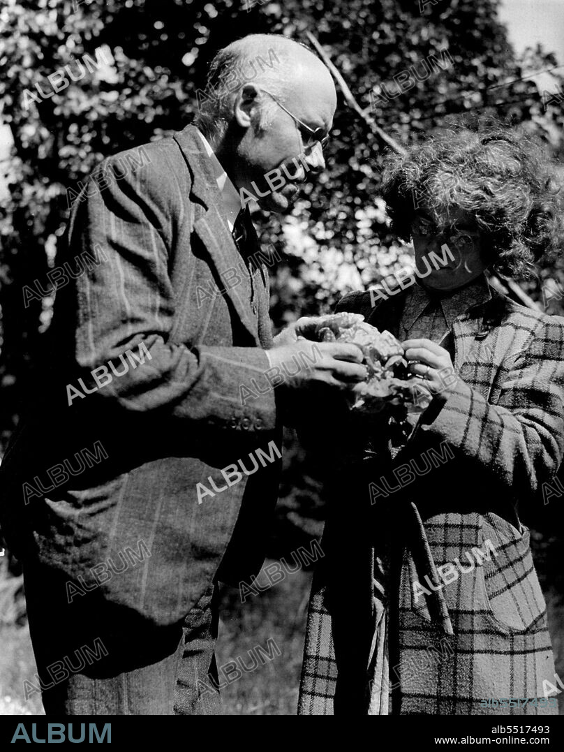 Mr. And Mrs. Lonsdale Examine A Cauliflower: Mr. Thomas Lonsdale works in the Road Research laboratory of the Department of Industrial and Scientific Research. Both he and Mrs. Katharine Lonsdale are keen gardeners. January 8, 1948. (Photo by Pictorial Press).