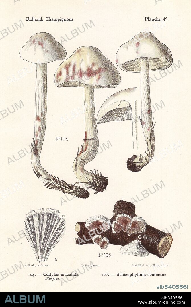 Spotted toughshank, Collybia maculata, and split gill mushroom, Schizophyllum commune. Chromolithograph by Lassus after an illustration by A. Bessin from Leon Rolland's Guide to Mushrooms from France, Switzerland and Belgium, Atlas des Champignons, Paul Klincksieck, Paris, 1910.