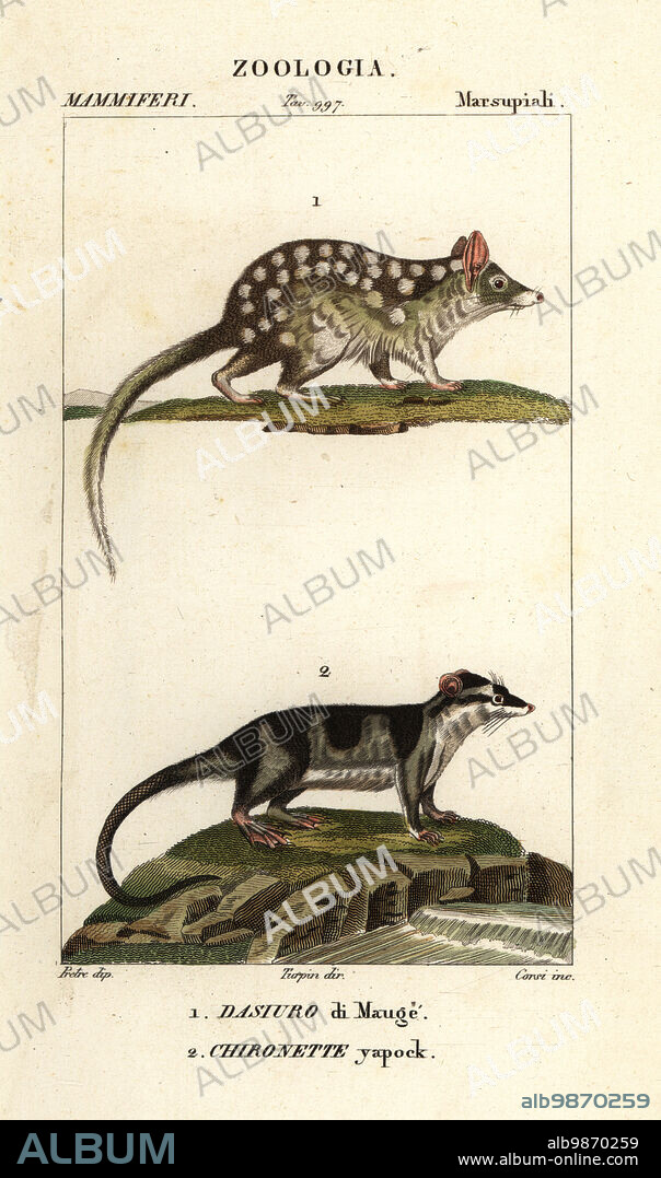 Eastern quoll, Dasyurus viverrinus 1, water opossum or yapok, Chironectes minimus 2. Dasyurus Maugei, Dasiuro di Mauge, Chironette yapock. Handcoloured copperplate stipple engraving from Antoine Laurent de Jussieu's Dizionario delle Scienze Naturali, Dictionary of Natural Science, Florence, Italy, 1837. Illustration engraved by Corsi, drawn by Jean Gabriel Pretre and directed by Pierre Jean-Francois Turpin, and published by Batelli e Figli. Turpin (1775-1840) is considered one of the greatest French botanical illustrators of the 19th century.