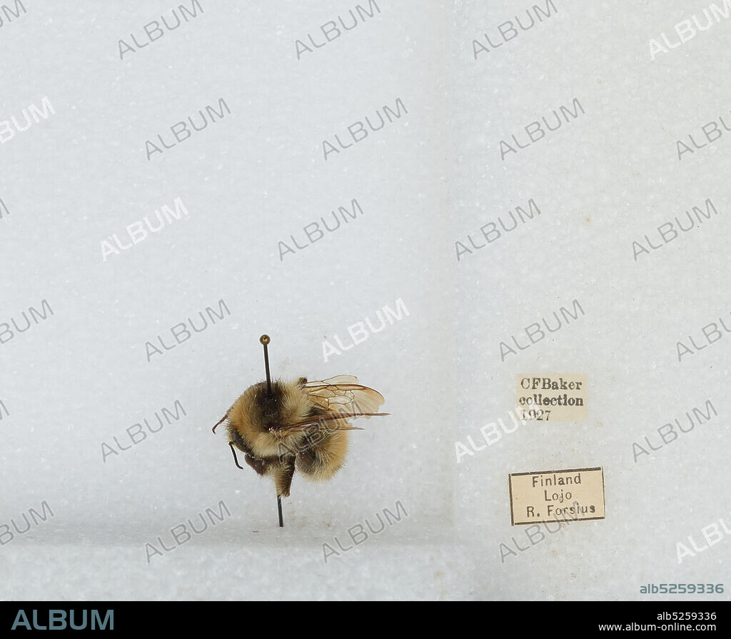 Lohja, Helsinki, Uusimaa, Finland, Bombus (Thoracobombus) sylvarum (Linnaeus), Animalia, Arthropoda, Insecta, Hymenoptera, Apidae, Apinae.