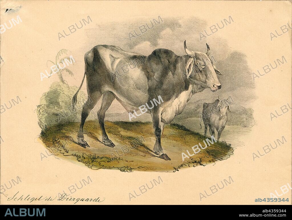 Bos indicus, Print, A zebu, sometimes known as indicine cattle or humped cattle, is a species or subspecies of domestic cattle originating in South Asia. Zebu are characterised by a fatty hump on their shoulders, a large dewlap, and sometimes drooping ears. They are well adapted to withstanding high temperatures, and are farmed throughout the tropical countries, both as pure zebu and as hybrids with taurine cattle, the other main type of domestic cattle. Zebu are used as draught and riding animals, dairy cattle, and beef cattle, as well as for byproducts such as hides and dung for fuel and manure. Zebu, namely miniature zebu, are kept as companion animals. In 1999, researchers at Texas A&M University successfully cloned a zebu., 1700-1880.