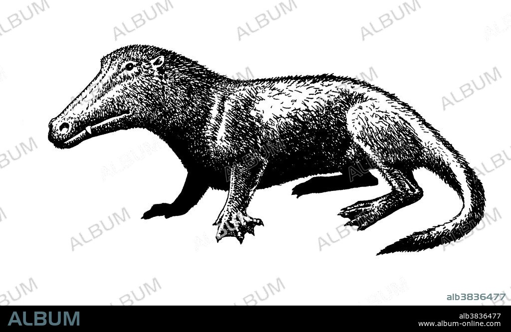 Ambulocetus, an extinct terrestrial ancestor of the whale whose name means walking whale.